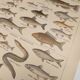 Original engraving from 1922 - Freshwater fish - Old educational board by JM Dessertenne