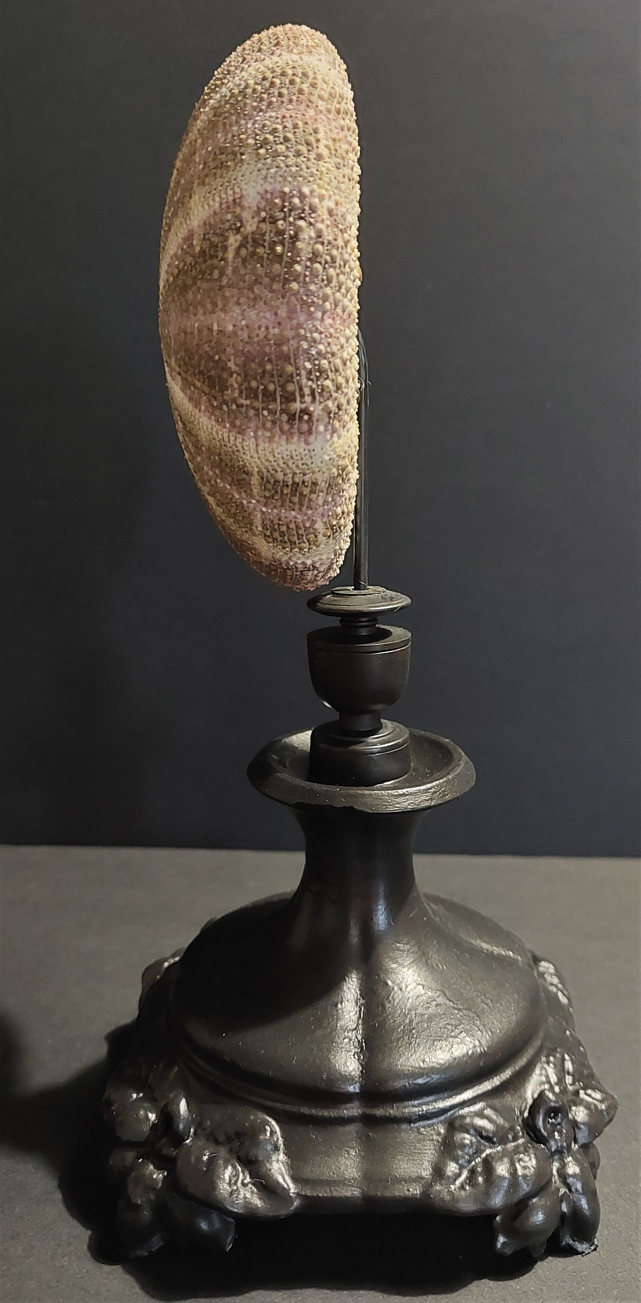 Cabinet of Curiosities sea urchin toxopneustes pileolus on base