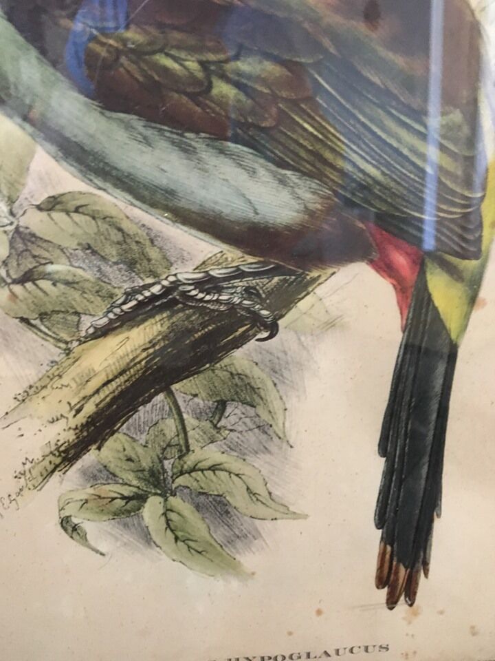 Planche ornithologique " Pteroglossus hypoglaucus " J&EGould