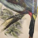 Ornithological Board "Pteroglossus hypoglaucus" J&EGould