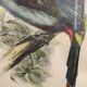 Planche ornithologique " Pteroglossus hypoglaucus " J&EGould