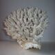 Corail