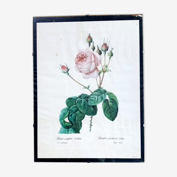 Affiche botanique rose à feuilles de Laitue JP Redouté