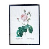 Pink botanical poster with lettuce leaves JP Redouté
