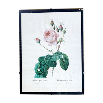 Affiche botanique rose à feuilles de Laitue JP Redouté