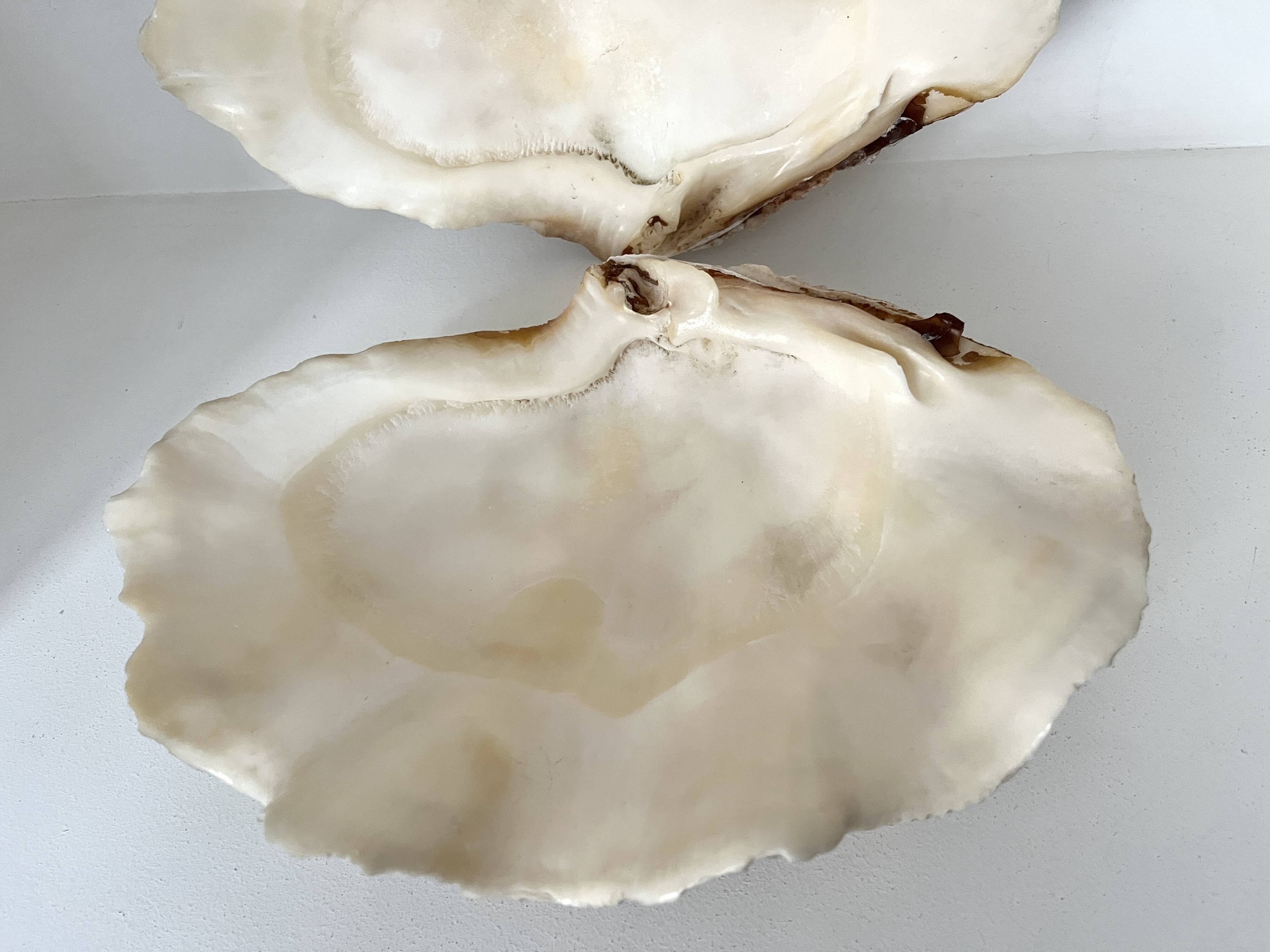 Authentic vintage giant bivalve shell, tridacna gigas shell.