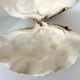 Authentic vintage giant bivalve shell, tridacna gigas shell.