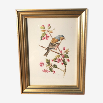Engraving bird pinçon by Marlin under golden resin frame