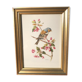 Gravure oiseau pinçon par Marlin sous cadre résine dorée