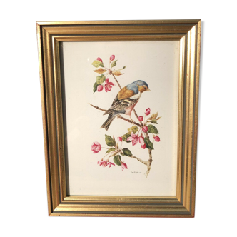 Engraving bird pinçon by Marlin under golden resin frame