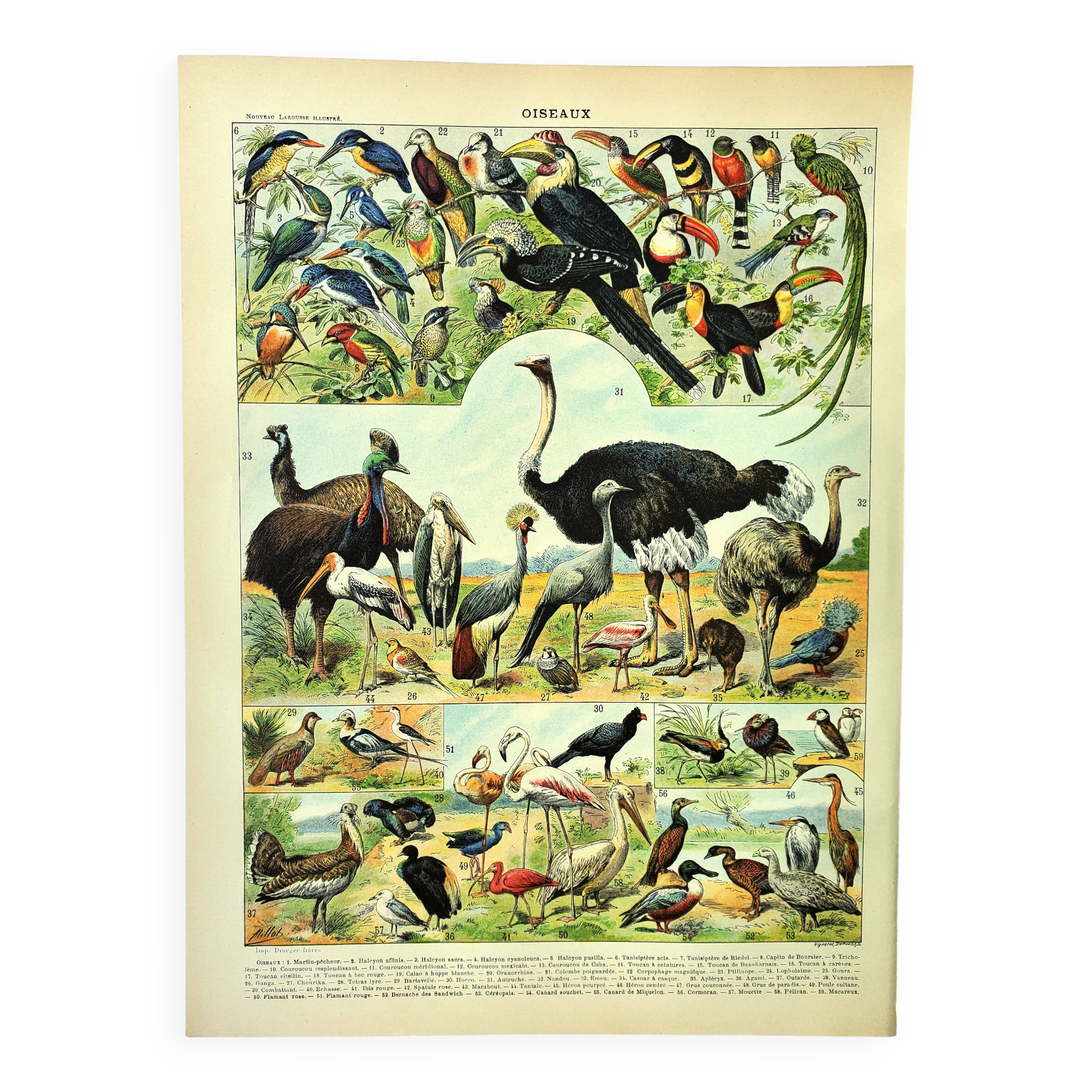 Antique engraving 1897 A. Millot - Birds 3, species