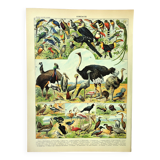 Gravure ancienne 1897 A. Millot - Oiseaux 3, espèces