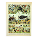Gravure ancienne 1897 A. Millot - Oiseaux 3, espèces