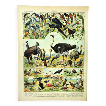 Antique engraving 1897 A. Millot - Birds 3, species