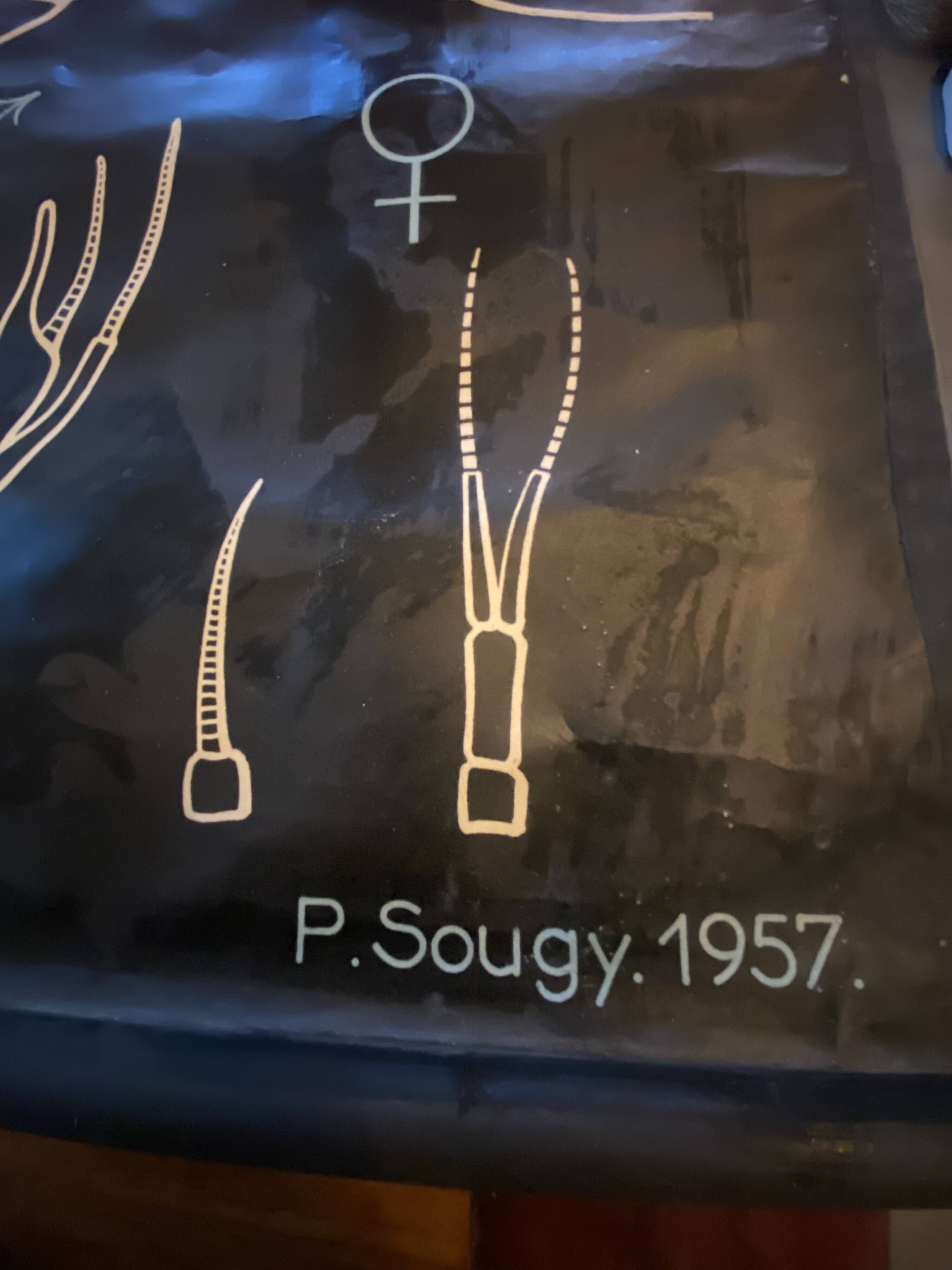 Poster Dr Auzoux, Paul Sougy 1957, No. L THE CRAYFISH