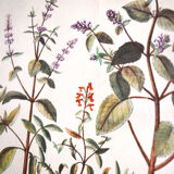 Framed pharmaceutical board