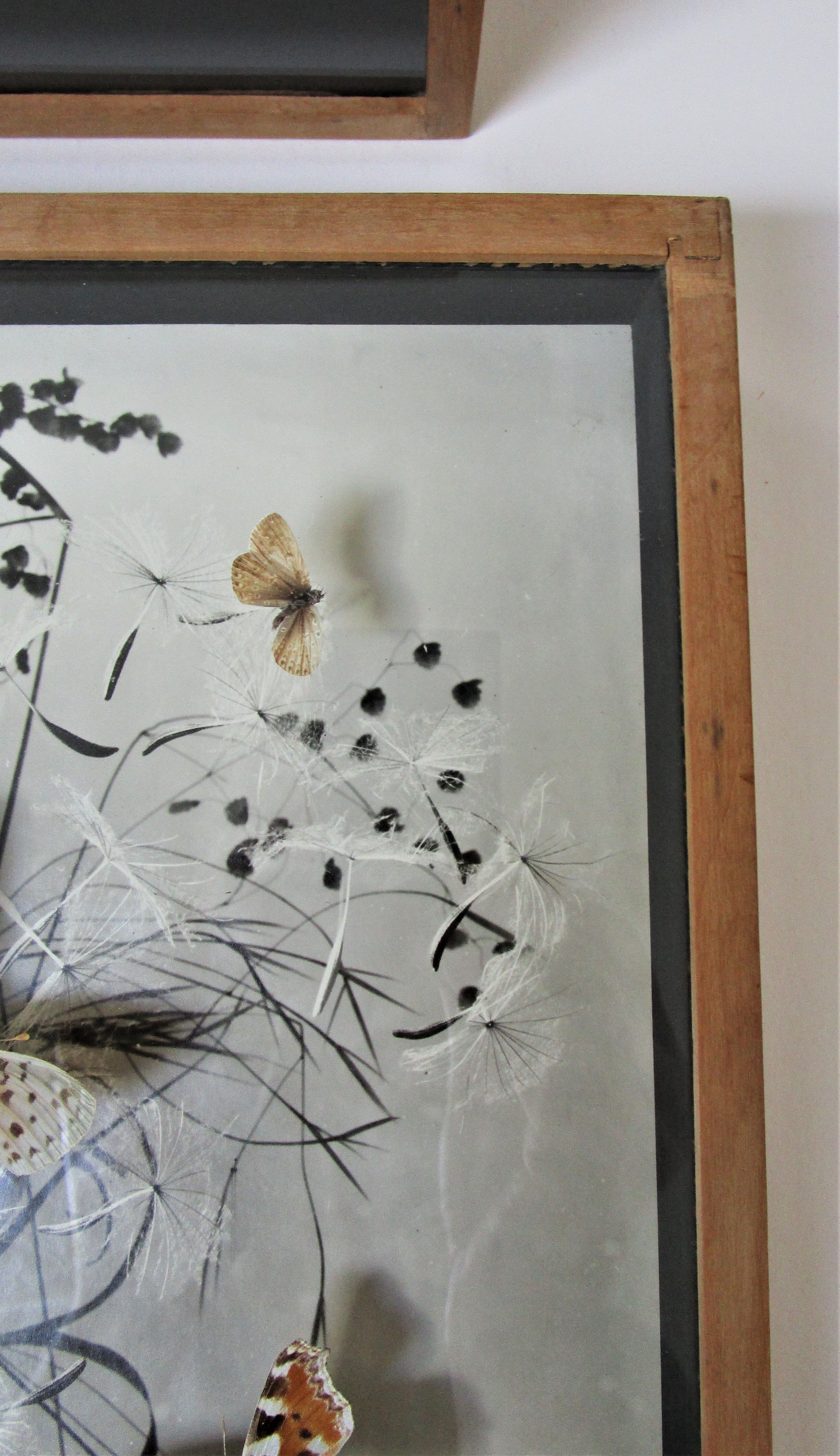 Three wooden frames with naturalized butterflies vintage 60s