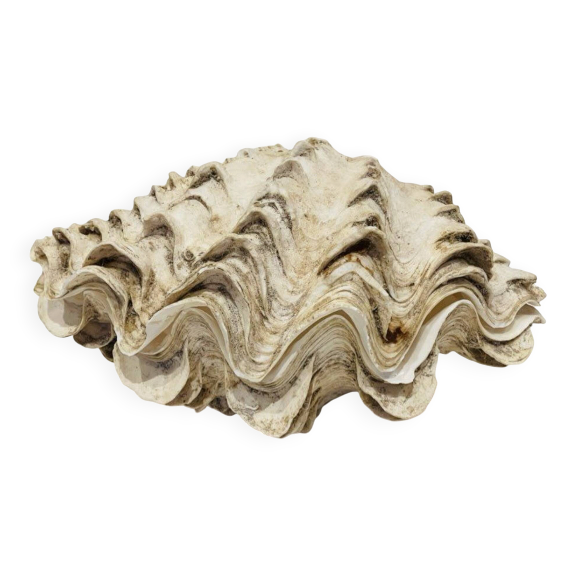 Blessed bivalve shell