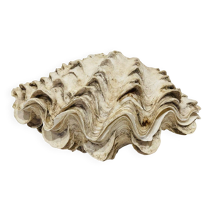 coquillage bénitier