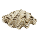 Blessed bivalve shell