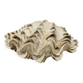 Coquillage bénitier bivalve