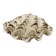 Blessed bivalve shell
