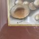 Old painting Still Life Fruits Framed Gold 52x46cm