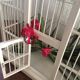 Wood and iron bird cage.
