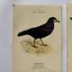 Lot 3 Botanical engravings birds double-sided naturalist board Etching