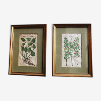 Pair of botanical engravings XVI th epoch certified renaissance