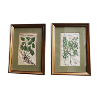 Pair of botanical engravings XVI th epoch certified renaissance