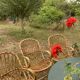 Lot of 4 adult rattan chairs
