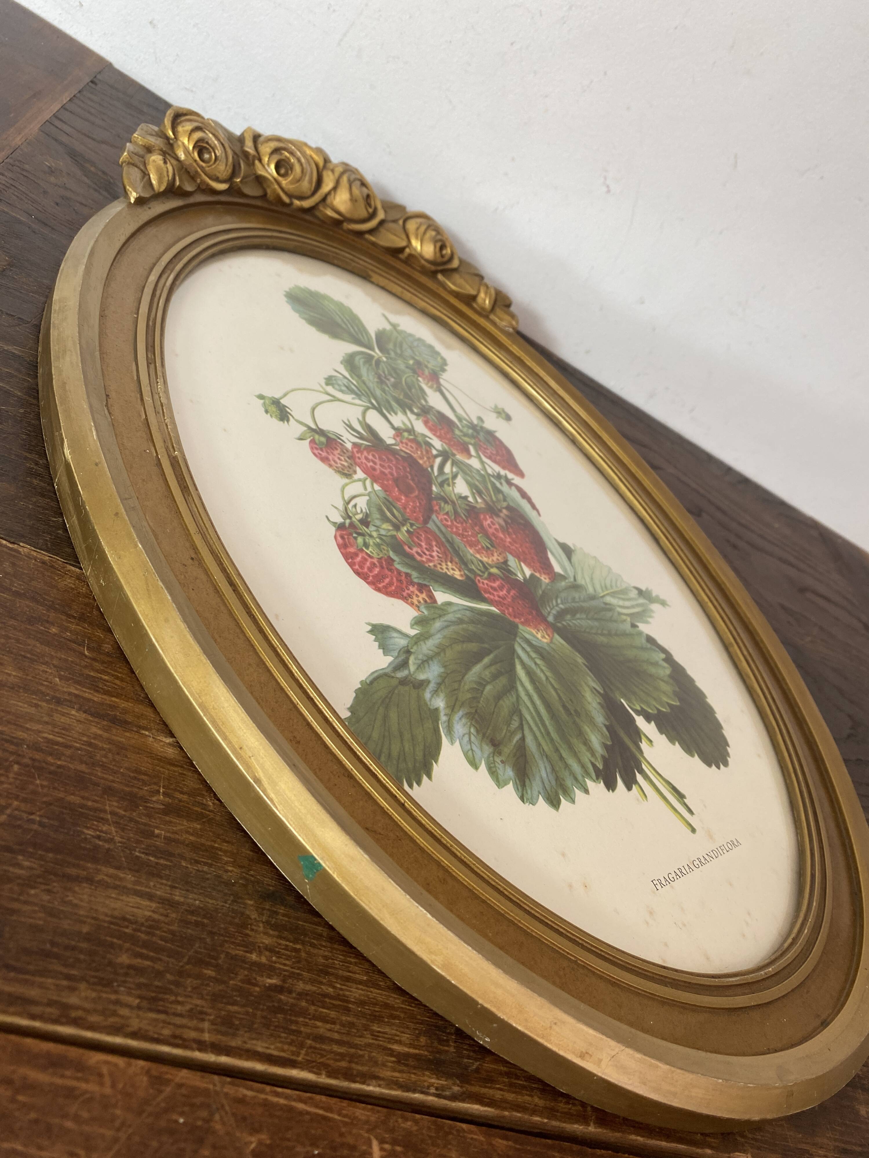 Framed botanical print of Fragaria Grandiflora