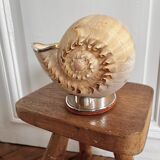 Cabinet of curiosities giant shell circled cup and base 60s