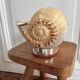 Cabinet of curiosities giant shell circled cup and base 60s
