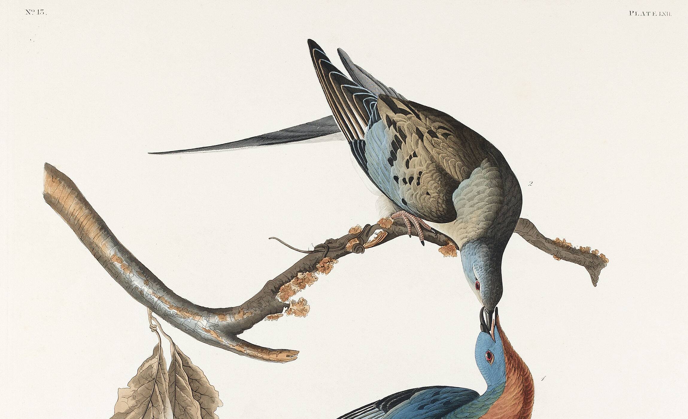 Poster about the Tourte voyageuse, based on an old engraving from 1827.