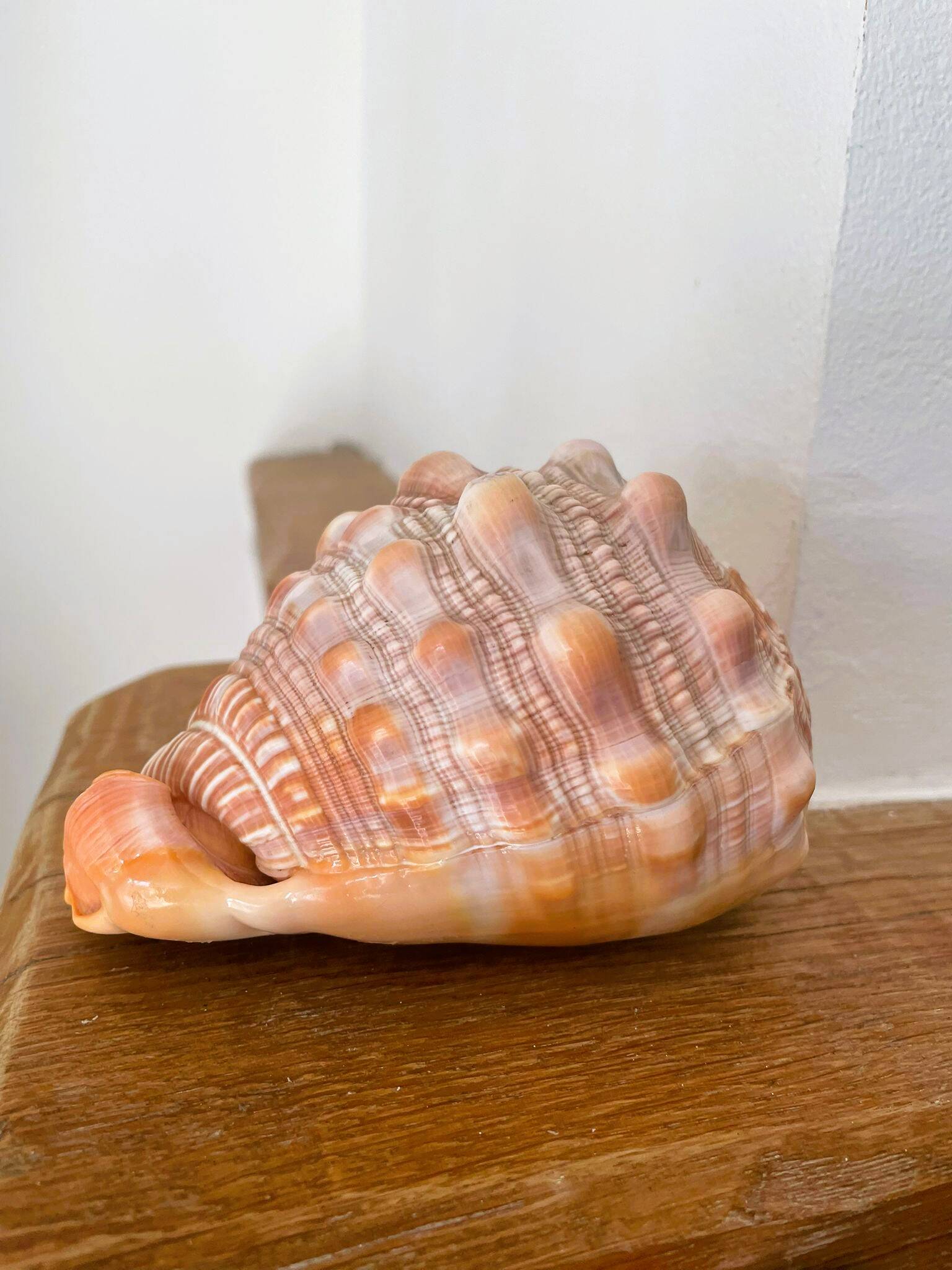 Large seashell: Cypraecassis rufa