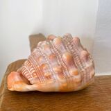 Large seashell: Cypraecassis rufa