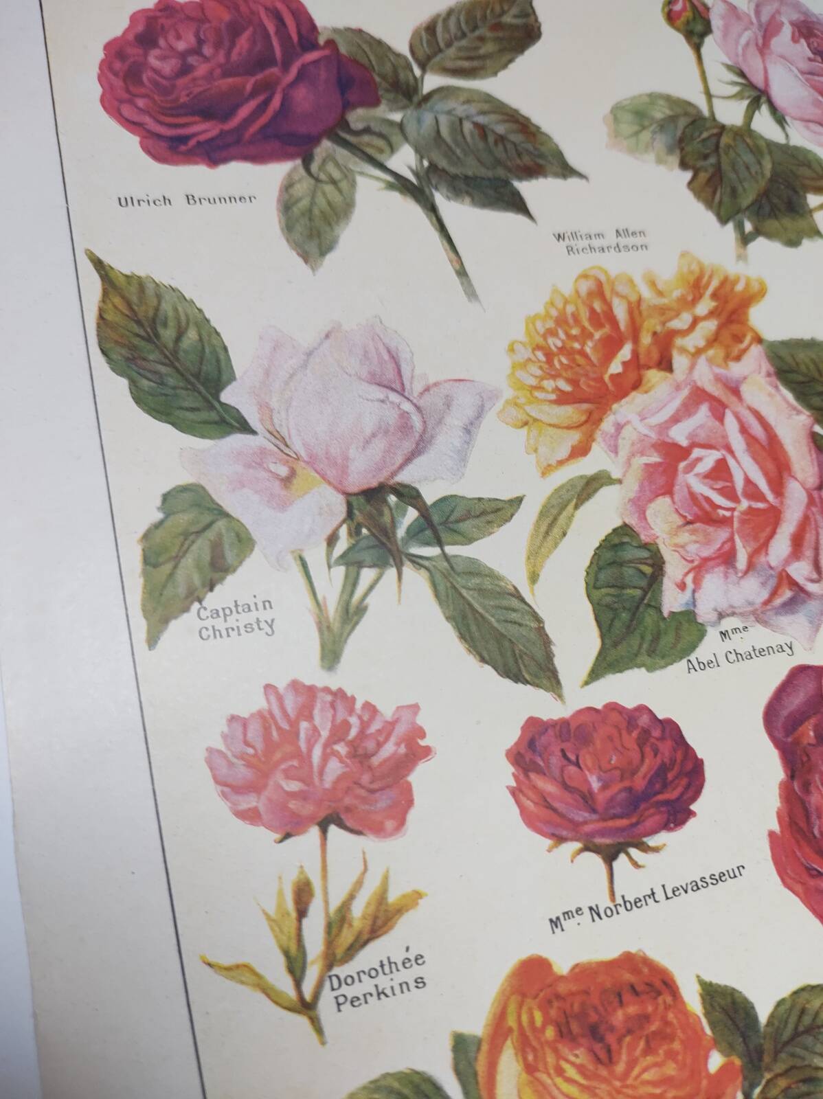 Gravure Originale de 1922 - Roses - Planche ancienne de  fleurs de J.M Dessertenne