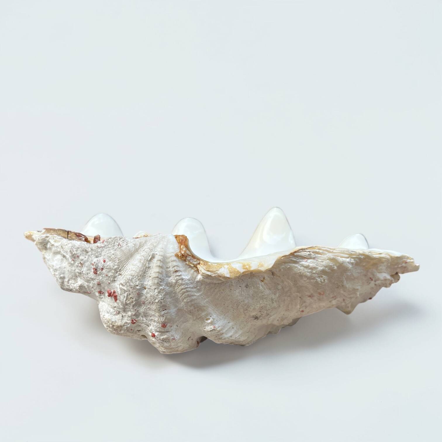 Vide-poche coquillage bénitier, années 70