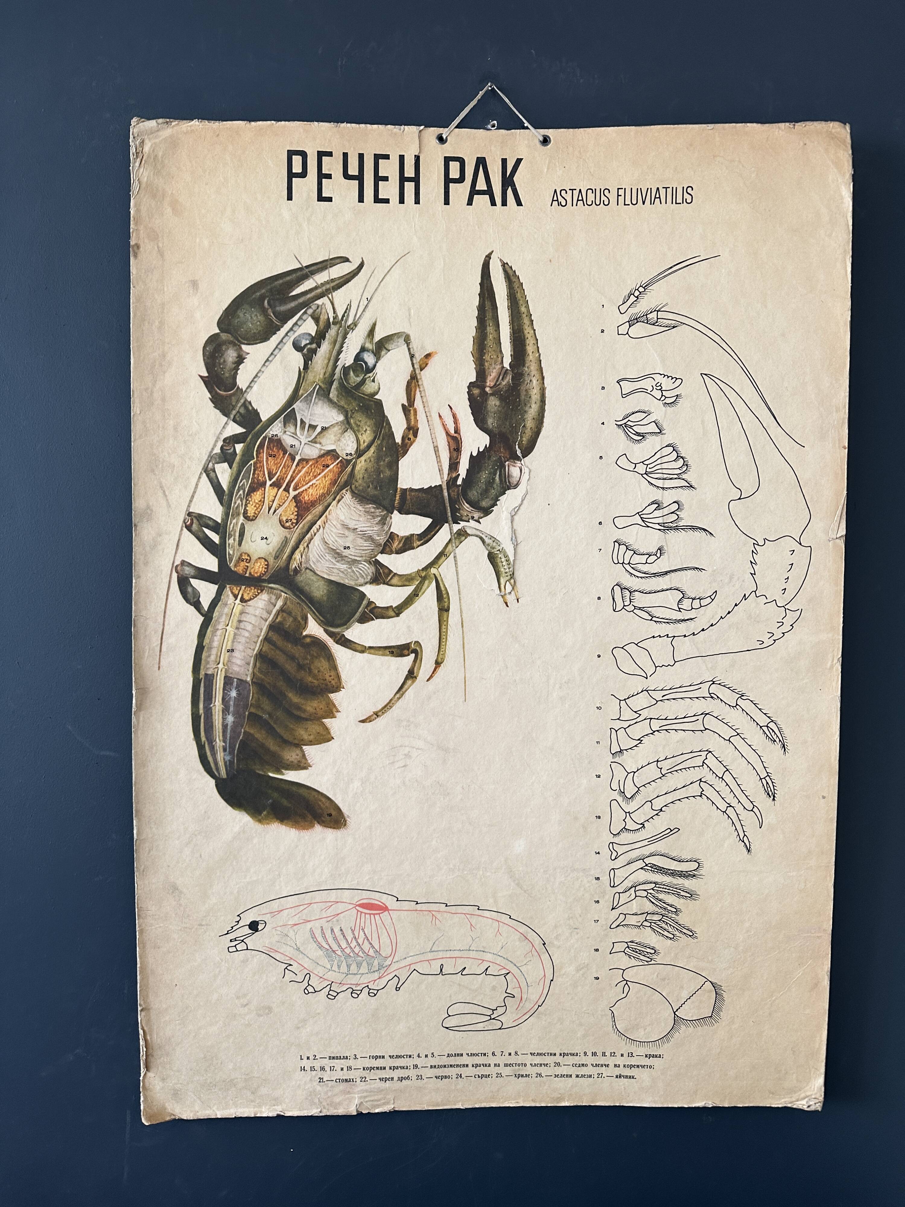 Crayfish vintage anatomy poster wall board from 1960's