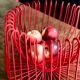 Fruit basket Tradig /Ehlen Johansson