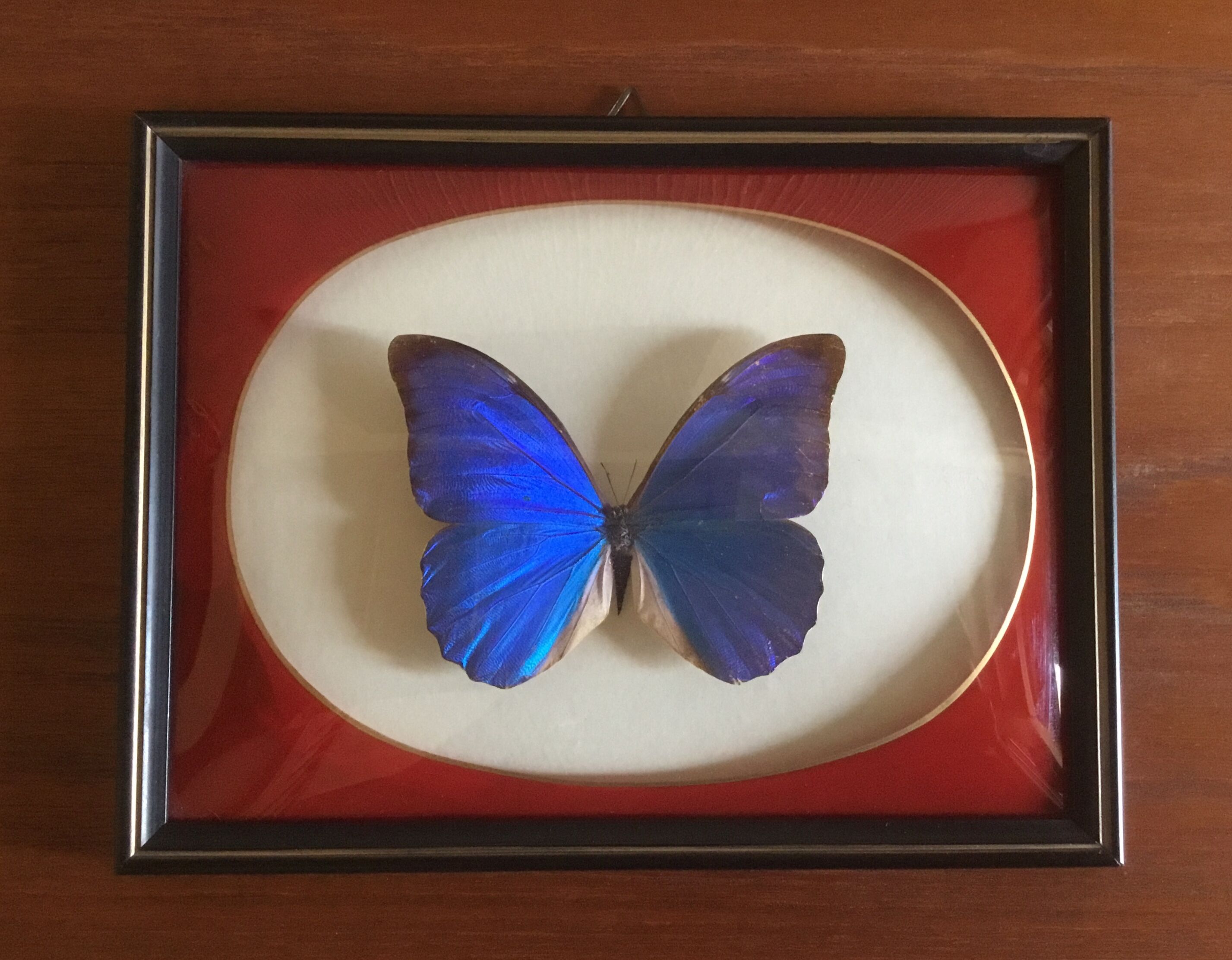 Butterfly morpho anaxibia