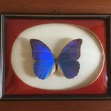 Butterfly morpho anaxibia