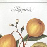 Bergamotier botanical board