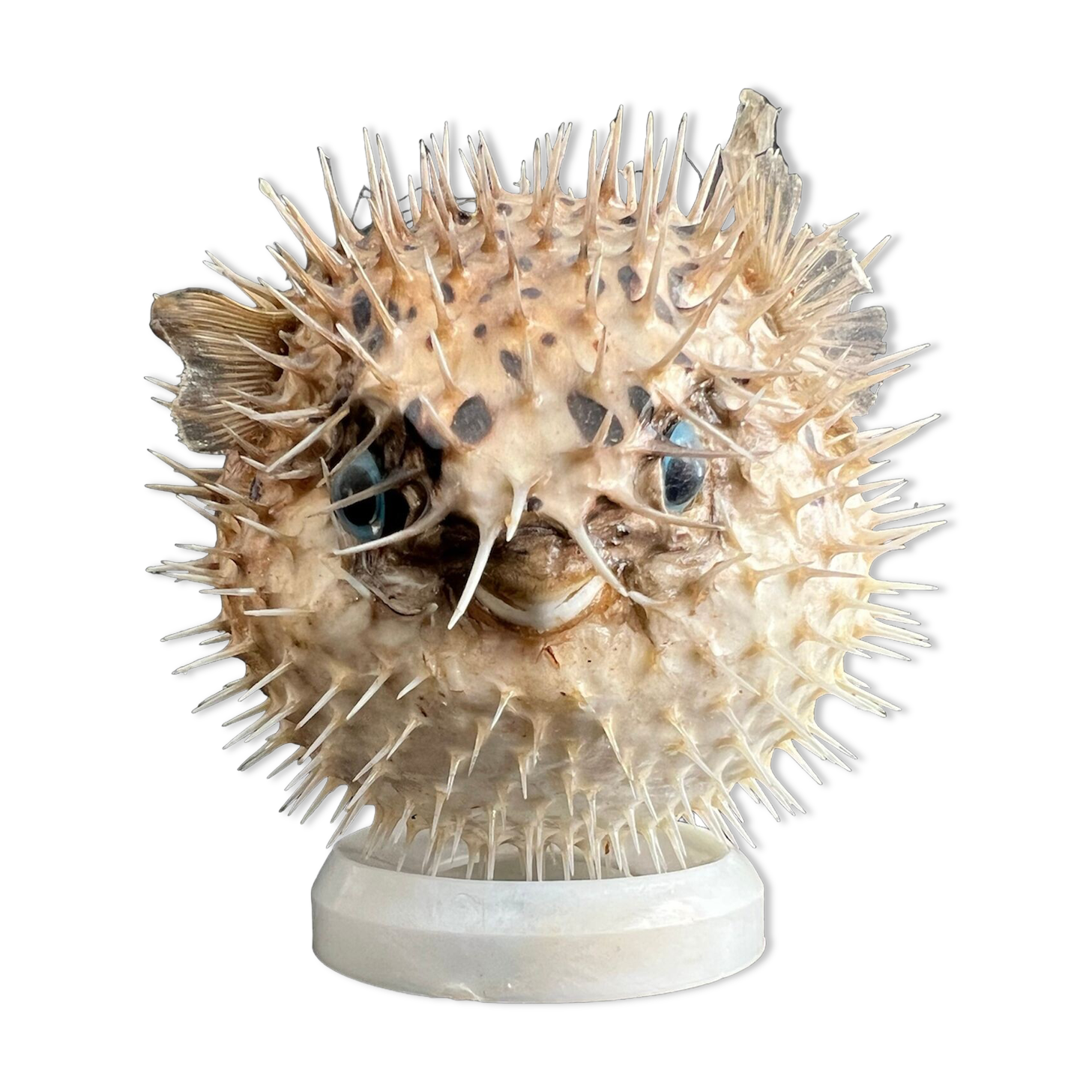 Naturalized diodon fish