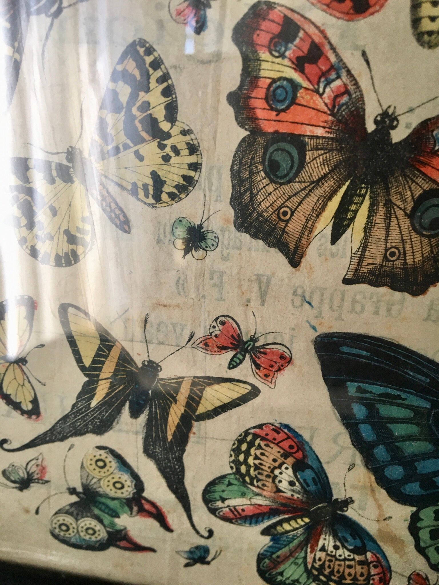 Naturalist butterfly poster, early 20th century