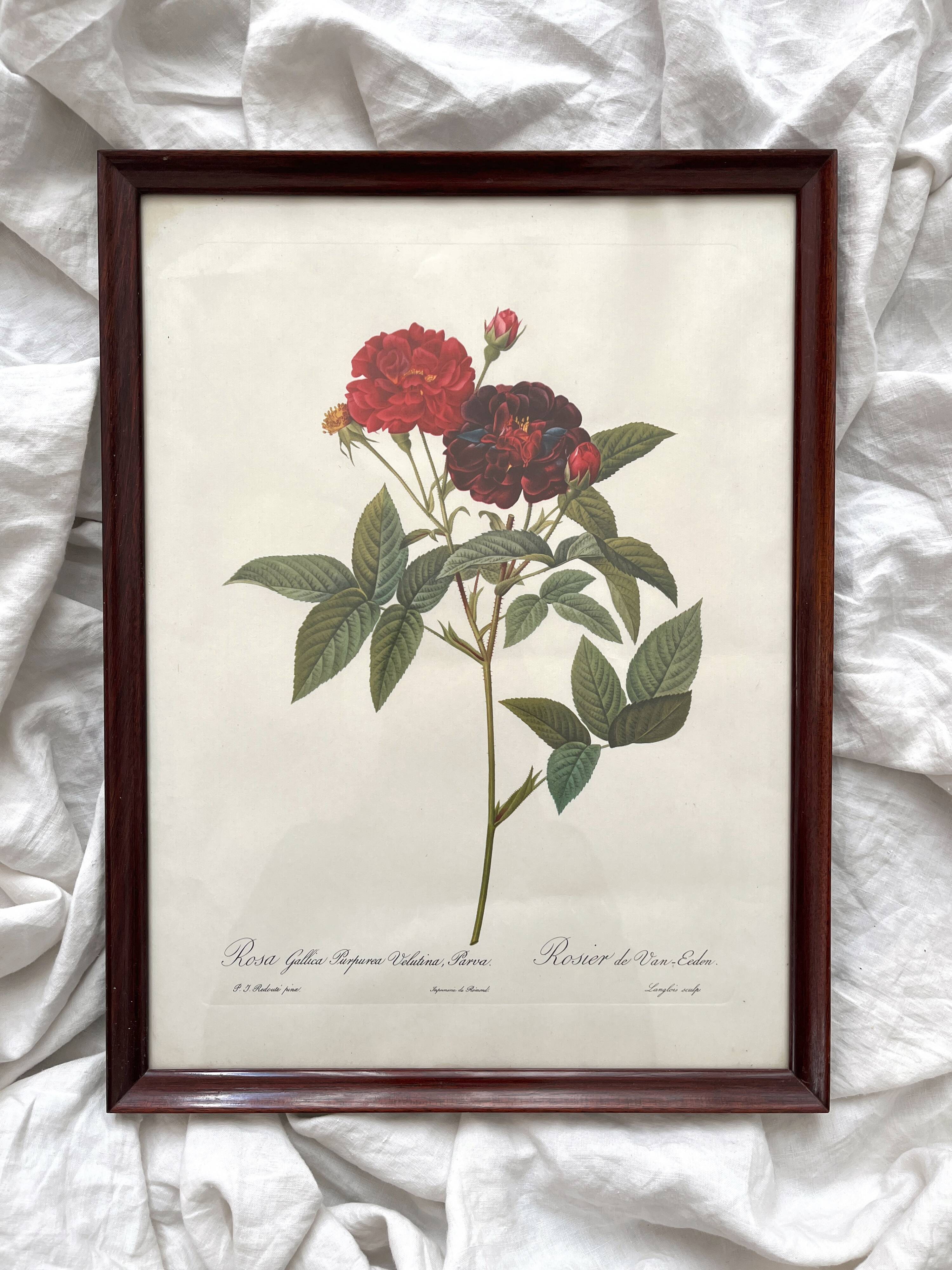 Framed lithograph of roses by Pierre Joseph Redouté, vintage botanical poster