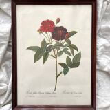 Framed lithograph roses Pierre Joseph Redouté, vintage botanical poster