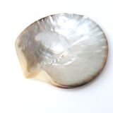 Empty mother-of-pearl pocket, polished pearl oyster, 70s